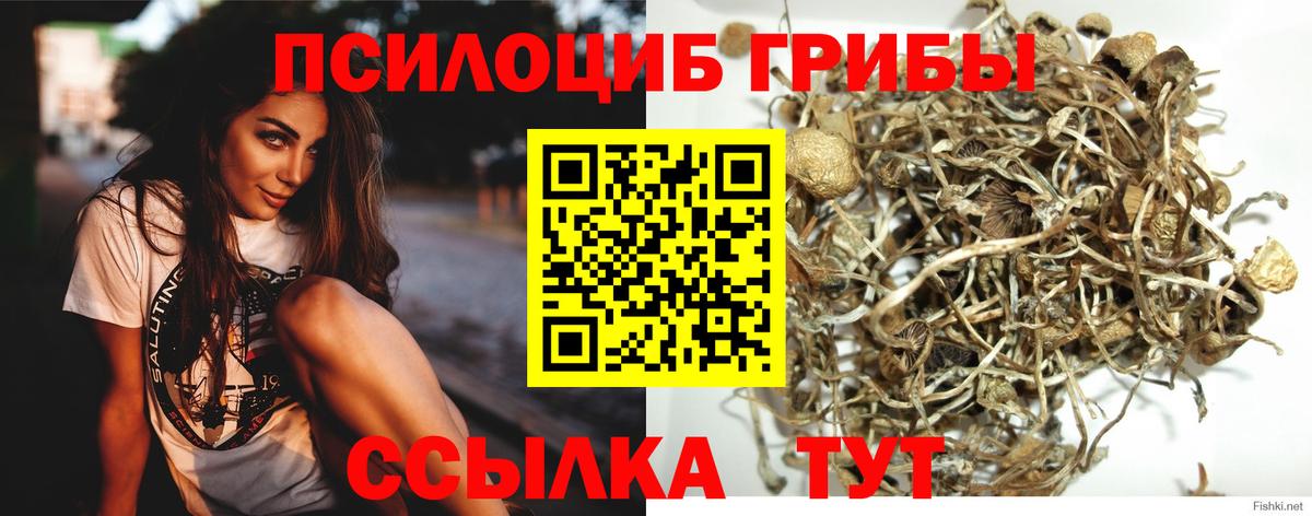 Псилоцибиновые грибы Psilocybine cubensis Йошкар-Ола